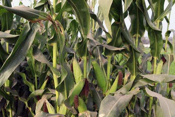 groen gekleurde Maïs knop op boom in bedrijf voor de oogst - Foto, afbeelding