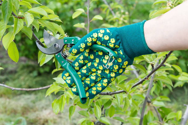 Female farmer looks after the garden. Spring pruning of fruit trees. Woman in gloves with a pruner shears the tips of a pear tree. Garden tools. - Фото, изображение
