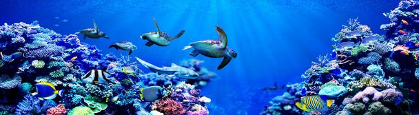 Panorama des tortues de mer mâles chassant les tortues de mer femelles dans un magnifique récif corallien avec des poissons tropicaux - Photo, image