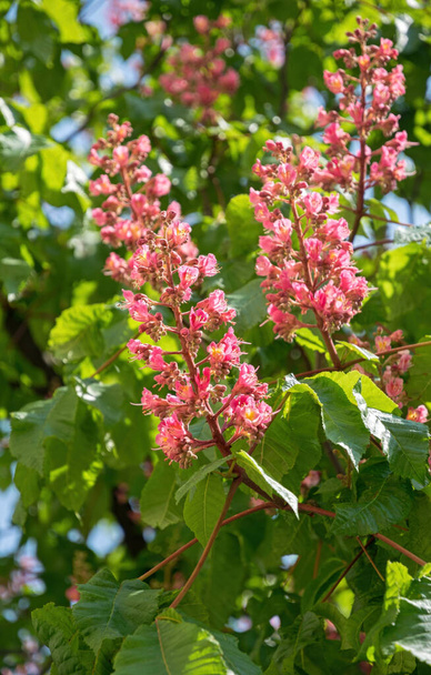 Kukinta Kiova vaaleanpunainen kevät kastanjapuu - Valokuva, kuva