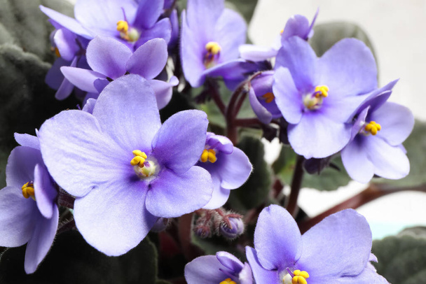 Beautiful violet flowers on light grey background, closeup. Plant for house decor - Fotoğraf, Görsel