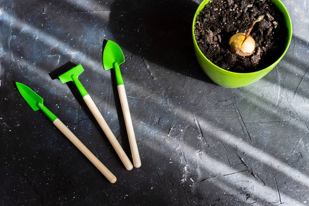 Gardening at home. Shovel,rake isolated on dark  background.  copy space. Gardening tools. Tools, pot and ground for seedlings. Top view - Photo, Image