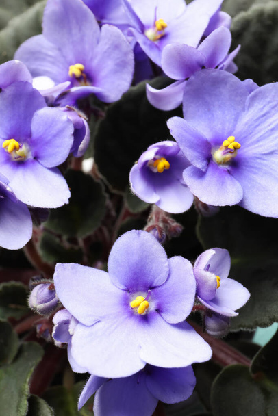 Beautiful violet flowers, closeup. Plant for house decor - Foto, Imagem