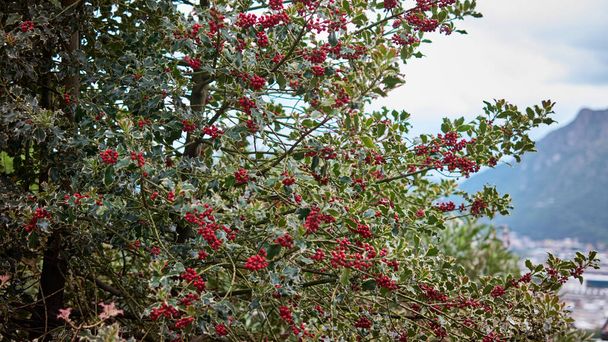 Мбаппе, аквифолиум с красными ягодами на фоне горы Барро. Лекко, Ломбардия, Италия - Фото, изображение