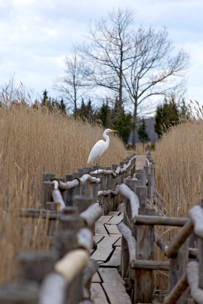 una vista de perfil de gran garza blanca, la gran garza, que retrae su cuello y cabeza, se encuentra en la barandilla de una pasarela de madera de sendero ecológico entre la vegetación de caña amarilla del lago Kanieris en el parque natural nacional de Letonia en la mañana nublada ventosa - Foto, imagen