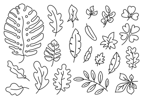 Line leaves set. Botanical doodle drawing illustration. Hand drawn vector sketch. Black and white exotic monstera leaf  - Vector, Image