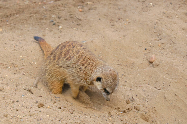 Un suricata cava en la arena del parque - Foto, imagen