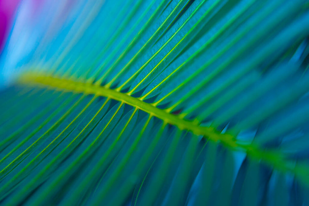 Abstract Beautiful tropical green foliage focuses only on the leaf edges and dumb curves. - Photo, image