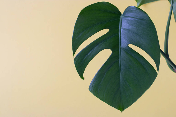 Single leaf of Monstera plant on yellow background. Close up with space for text - Photo, Image
