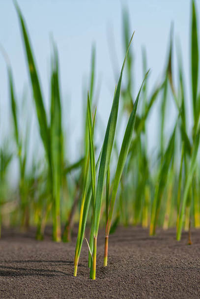 Sprouts of a young plant of reeds in a flooded area. Spring season. - Foto, imagen
