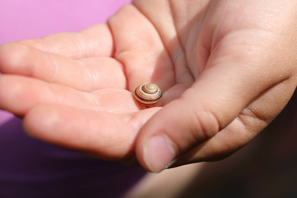Macro photographie d'une petite coquille d'escargot sur la paume de la main d'un enfant. - Photo, image