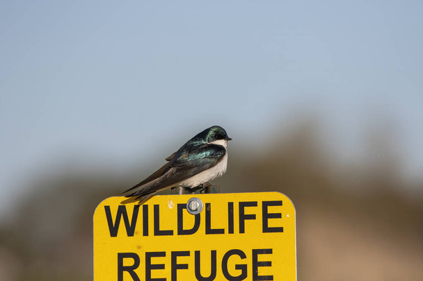 The Tree Swallow  (Tachycineta bicolor) in conservation  and wildlife refuge area - Photo, Image