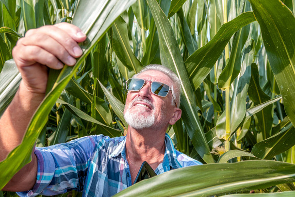 modern technological farmer while checking the growth data of corn on the tablet of his cultivated fields. concept of sustainable exploitation of natural resources. - Photo, image