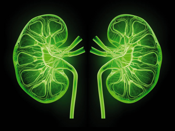 Ιατρικά τρισδιάστατη απεικόνιση που δείχνει νεφρό, στυλ ακτίνων-Χ, διατομή - Φωτογραφία, εικόνα