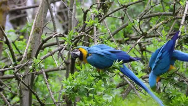 L'Ara arauna bleu et jaune, aussi connu sous le nom d'Ara arauna bleu et or, est un grand perroquet sud-américain avec des parties supérieures principalement bleues et des parties inférieures orange clair. - Séquence, vidéo