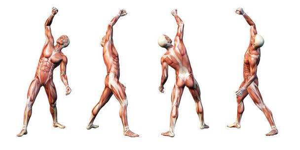 Ilustración 3D mostrando los músculos de un hombre - Foto, Imagen