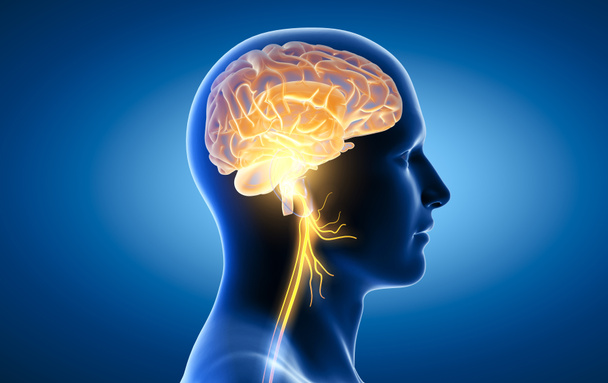 3D иллюстрация, показывающая мозг и активный блуждающий нерв (десятый черепной нерв или CN X)  - Фото, изображение