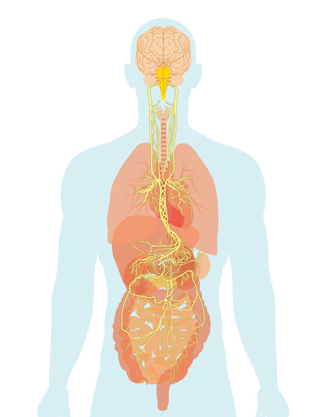 脳と膣の神経(第10回頭蓋神経またはCN X)をヒト臓器で示すイラスト - 写真・画像