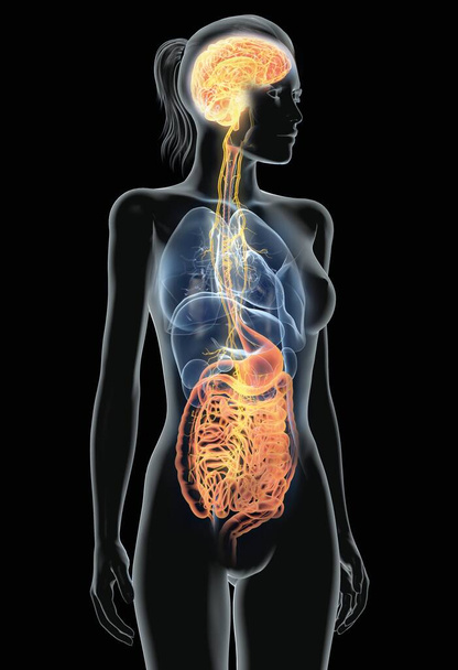 3D иллюстрация, показывающая мозг и активный блуждающий нерв (десятый черепной нерв или CN X) с человеческими органами - Фото, изображение