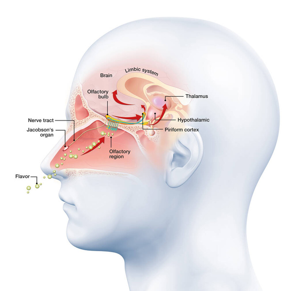 Illustration showing the function of the olfactory sense - Photo, Image