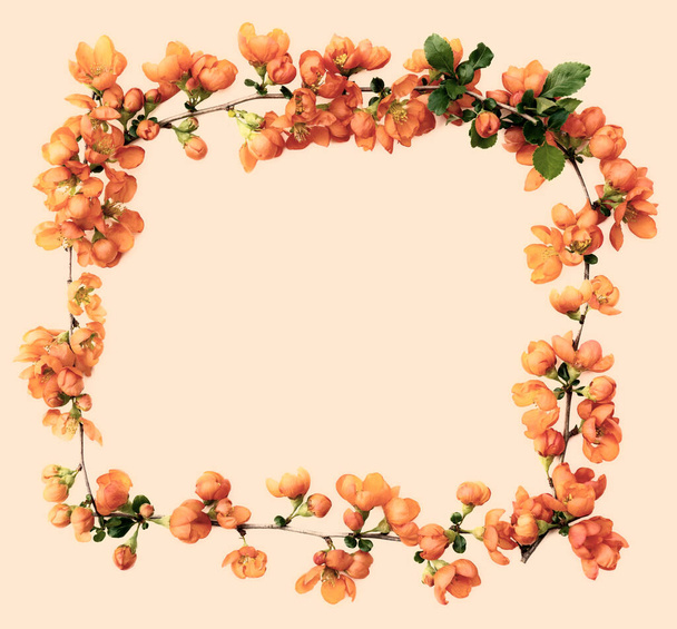 frame of tender spring twigs with bright quince flowers close-up isolated on a pastel background - Photo, image