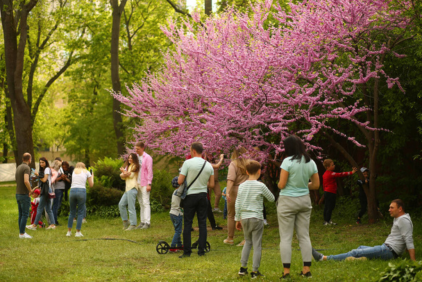 Kyiv, Ukraine - May 16, 2021: People enjoying the bloom of sakura inspite of covid restrictions - Foto, Imagen