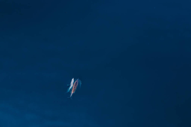 Luftaufnahme eines Tümmlerpaares im Meer. Kopierraum. - Foto, Bild