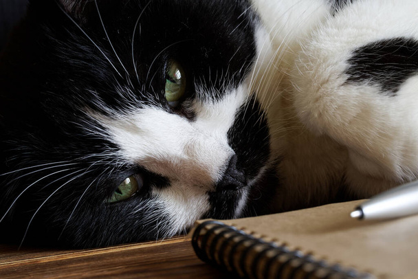 Um gato bonito engraçado está descansando ao lado de um bloco de notas e uma caneta-tinteiro. O conceito de memórias de um gato. Sonhos de animais. Close-up - Foto, Imagem