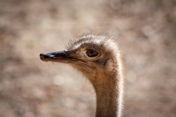 Struisvogel gezicht close-up en in profiel met negatieve ruimte voor kopiëren en aangename bokeh - Foto, afbeelding
