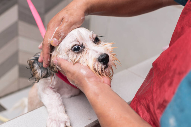 Vastentahtoinen Lhasa Apso saa kylvyn talutushihnassa koiran hoitokodin hiustenleikkuun jälkeen.. - Valokuva, kuva