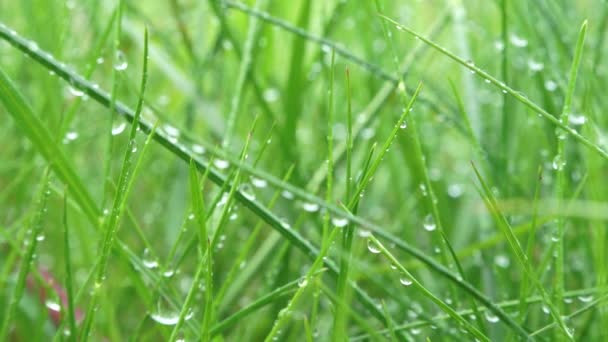 Zielona trawa z kroplami deszczu. Rosa na zielonej trawie. Pada deszcz na trawę. - Materiał filmowy, wideo