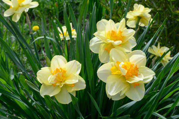 春の庭に黄色の水仙のグループ。接近中だ。オレンジのコアを持つ二重水仙の茂み。手入れの行き届いた庭の庭のベッドで春の花。晴れた花  - 写真・画像
