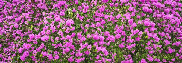 pink blooming rhododendron sichotense bush. banner - Photo, Image
