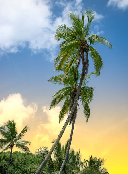 Palmbomen bij kleurrijke zonsondergang hemel. - Foto, afbeelding