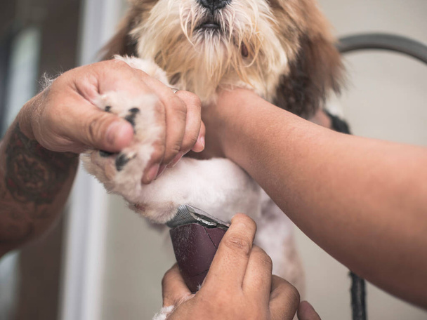 Ein Tierpfleger schneidet einem jungen Lhasa Apso mit einem Haarschneider das Fell des Beines. Friseur im Hundesalon. - Foto, Bild