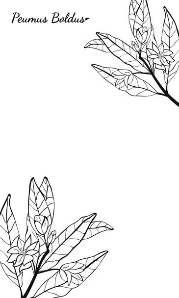 Template for design with boldo plant. Boldo peumus boldus, culinary, aromatic and medicinal plant. Set of branches, leaves and flowers of a boldo. Botanical illustration. Tropical plant. - Vector, imagen