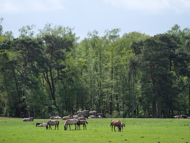 Wildpferde auf einer Weide in Westfalen - Foto, Bild