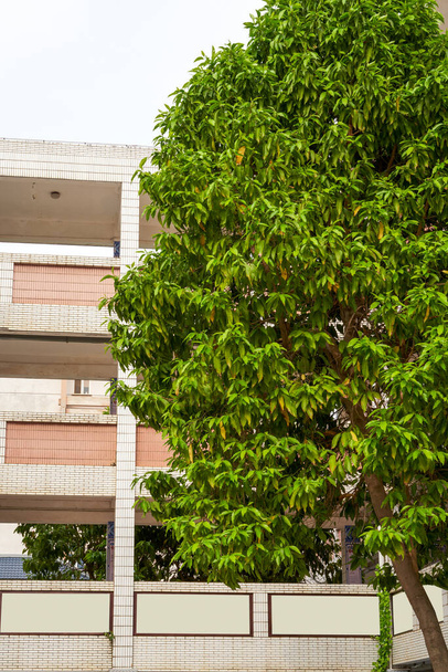 Здание школы и большое дерево - Фото, изображение