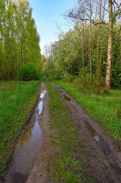 dirtroad with pools of water through forest - Fotoğraf, Görsel