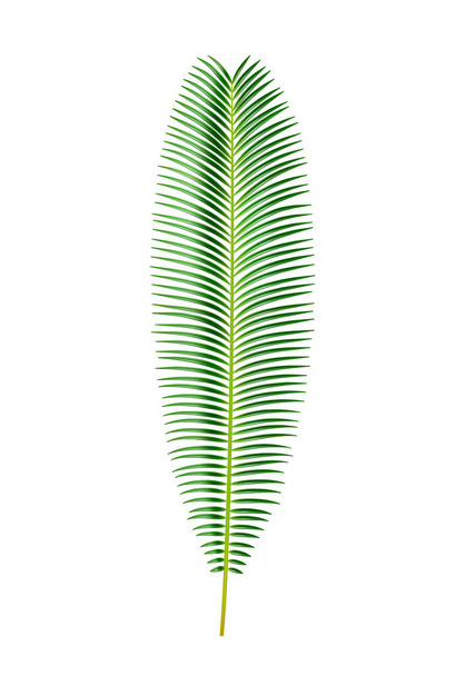 Feuille de palmier de Sago, plantes tropicales et feuillage exotique - Vecteur, image