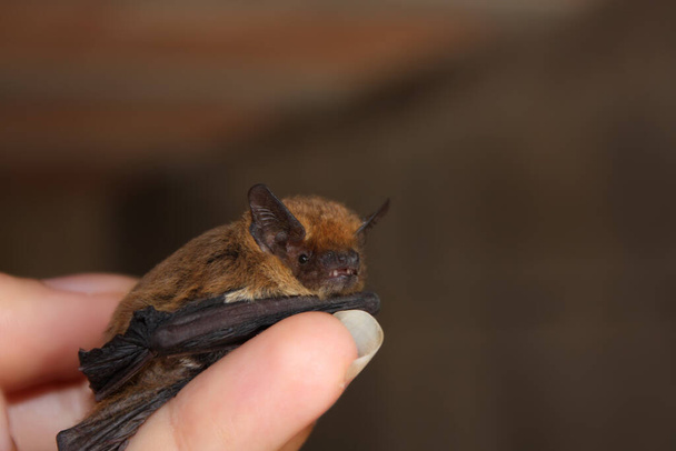 Woman hand holding a young bat. - Photo, Image