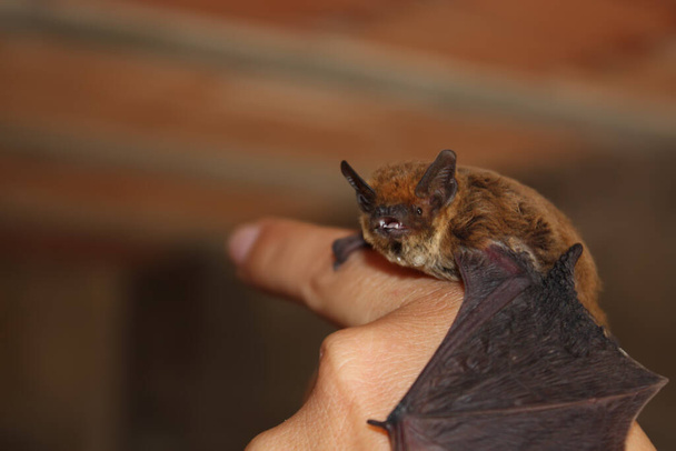 Pequeño murciélago común europeo en mano humana - Foto, Imagen
