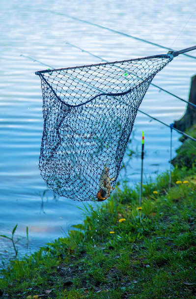 網で魚を釣る。選択的フォーカス。自然. - 写真・画像