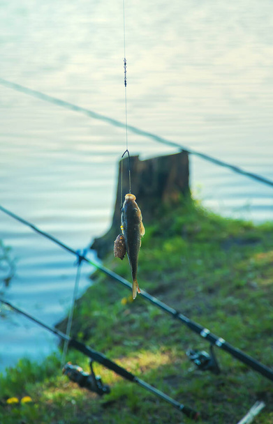 Pêcher du poisson à l'hameçon. Concentration sélective. nature. - Photo, image