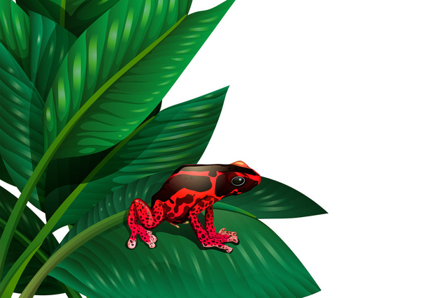 Красная лягушка
 - Вектор,изображение