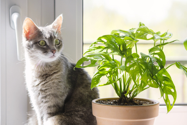 Gris rayas gato doméstico sentado en una ventana cerca de Monstera. Imagen para clínicas veterinarias, sitios sobre gatos, para comida para gatos. - Foto, imagen