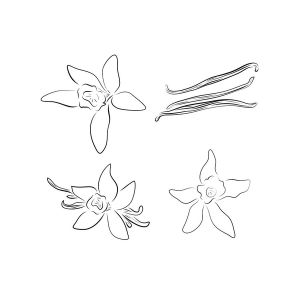 Vector flower and pod vanilla in hand drawn sketch. Blooming aromatic spices, ingredients and seasonings for kitchen and perfumery, sweet smell and oil.Yellow and brown elements on a white background. - Vettoriali, immagini