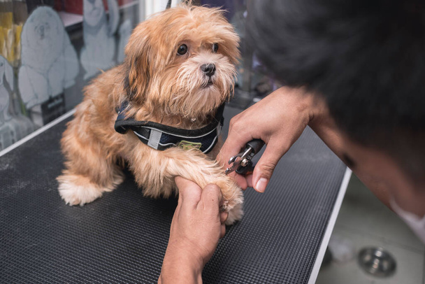 Ein Tierpfleger benutzt eine Zange wie ein Nagelschneider auf der Pfote eines jungen Lhasa Apso. Im Hundesalon oder in der Tierklinik. - Foto, Bild