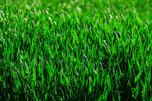 full frame primo piano di erba verde lussureggiante - Foto, immagini