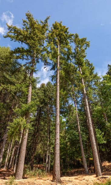 Erittäin korkeita mäntyjä metsässä, kuva otettu alhaalta ylös - Valokuva, kuva